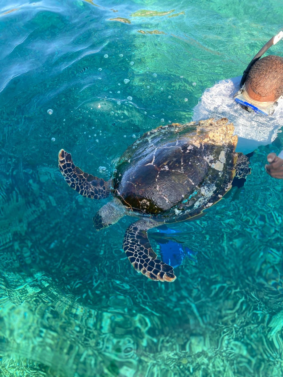 Snorkeling excursion